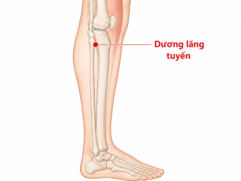 Huyệt dương lăng tuyền: Vị trí, tác dụng và cách bấm huyệt đúng cách