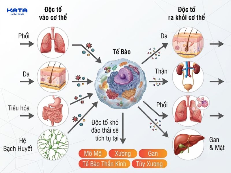 Cơ thể đào thải cồn chờ gan chuyển hóa và đào thải theo thời gian tự nhiên